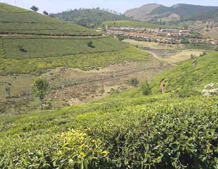 Glenmorgan tea estate
