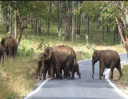 Mudumalai Elephant Sanctuary